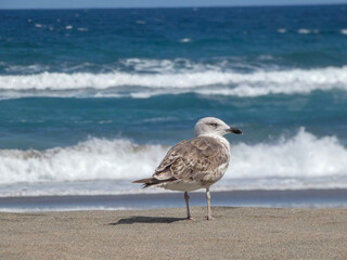 Gaviota