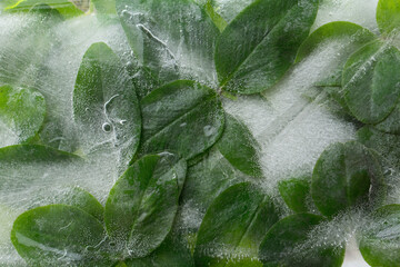 Background of green leaves  of cloverBackground of green leaves  of clover  frozen in ice