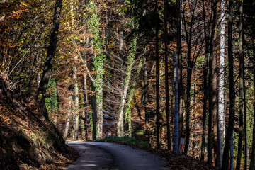 forest road in Styria, Austr