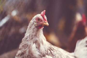 White hen walks in the paddock. A white hen walks in an aviary on an autumn day on a farm
