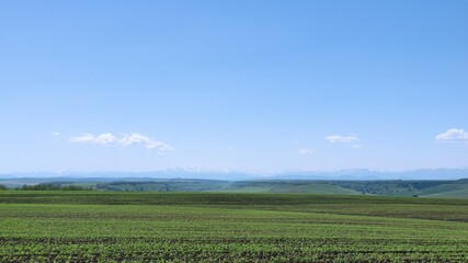 Fototapeta premium field and blue sky