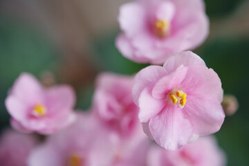 Obraz na płótnie Canvas Pink flowers of violets. Macro photo.