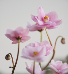 Pink flowers of violets. Macro photo.