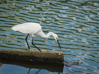 Heron in wildlife