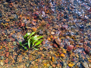 Detail from a stream, a plant growing on a gravelly bottom and shallow water flowing around it, during a sunny summer day