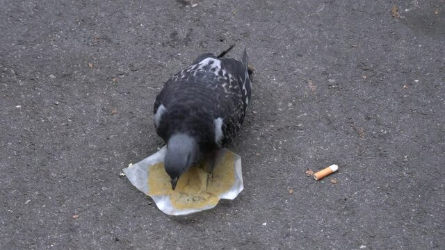 pigeon in the city street eats on the ground