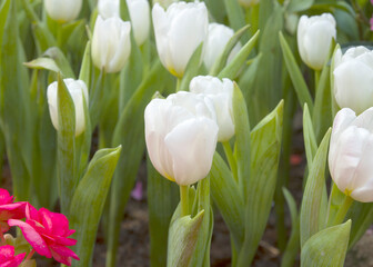 Beautiful white tulips in the tulip garden