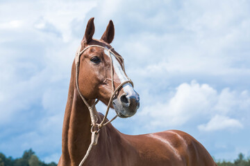 Red thoroughbred thoroughbred horse in a wicker bridle against the sky.