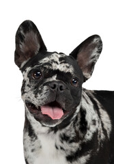 charming dog on a white background. French Bulldog of rare marble color. Pet in the studio