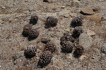 Many Pine cone on the ground -  nature scene in yosemite national park - united states of america , california USA                 