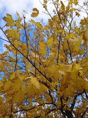 autumn landscape