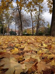 autumn landscape with a unique tank of the 1st world war