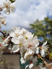 flowering apricots