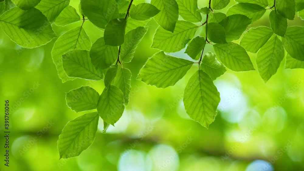 Poster fresh green leaves on a tree sway in the wind. elegant green background of green leaves and bokeh. h