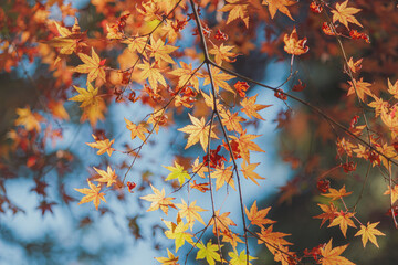 美しい紅葉
