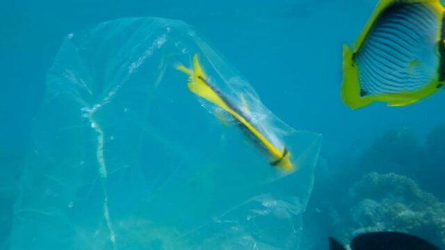 Butterflyfish a trapped in plastic bag and is trying to swim out of it, another butterflyfish is looking at it. Plastic pollution killing marine animals. Blackback Butterflyfish (Chaetodon melannotus)