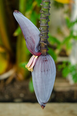 Green banana on a tree with leaves, flowers and fruits