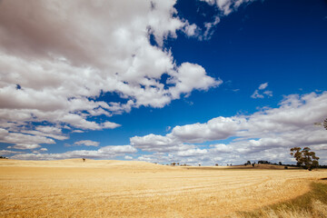 Fototapeta na wymiar Wheat Fields in Moolort Plains in Australia