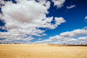 Fototapeta na wymiar Wheat Fields in Moolort Plains in Australia