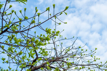 Fototapeta premium Tree branches on cloudy sky background