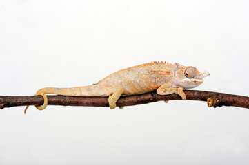 Lesser chameleon (Furcifer minor)
