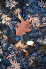 fallen oak in the lake natural background, vertical leaf, oak leaf,
