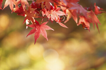 赤いもみじと玉ボケ