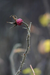 Fototapeta premium a single berry of the wild rose on the barbed branch