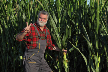 Smiling farmer or agronomist examine corn plant field and gesturing with V sign