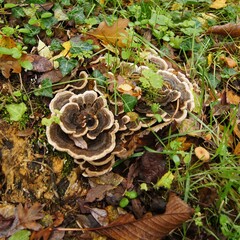 mushrooms in the forest