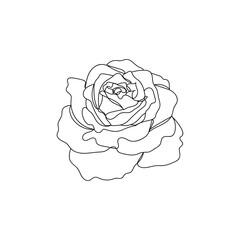 Rose.Flower. One line drawing. Vector illustration continuous line drawing.