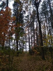Fototapeta premium forest in autumn