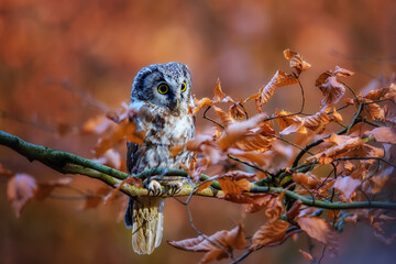 The long-eared owl, Asio otus, also known as the northern long-eared owl