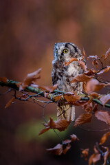 The long-eared owl, Asio otus, also known as the northern long-eared owl