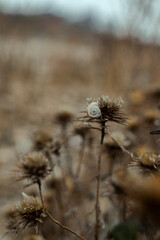 close up snail and dry thistle plant growing in the autumn field with bokeh. autumn background 