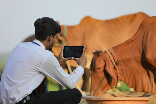 Indian banker or animal husbandry officer taking photo cow photo in smart phone