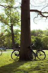 bicycles in the park