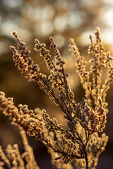 Naklejka premium willow in the morning