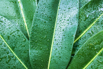 Fresh green ficus leaves with water drops.  Organic foliage background. Poisonous plant.