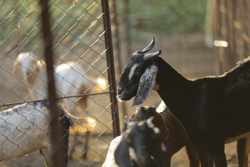 Indian goat at dairy farm, rural scene