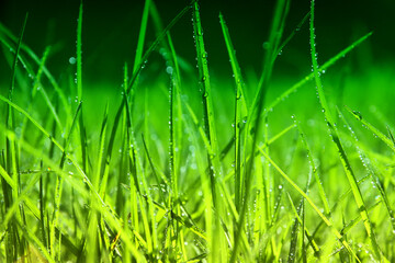 Background of morning dew drops over green grass. selective focus