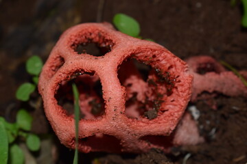 Red Cage mushroom (Clathrus ruber)