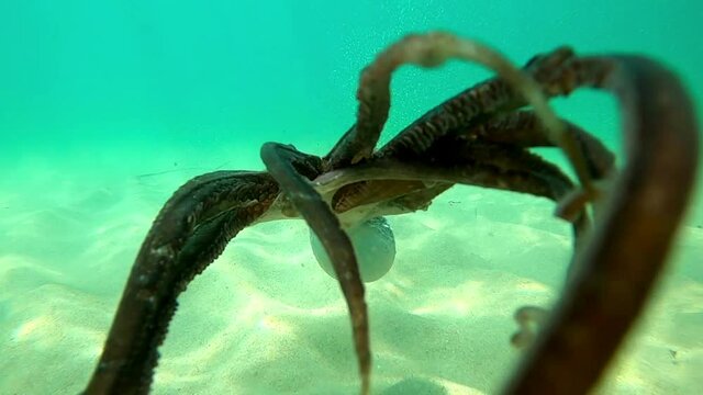 Wild octopus swims underwater in slow motion. View of this creature in mediterranean sea trying to defend himself swimming. One octopuss at the sea. Wild Octopuses.