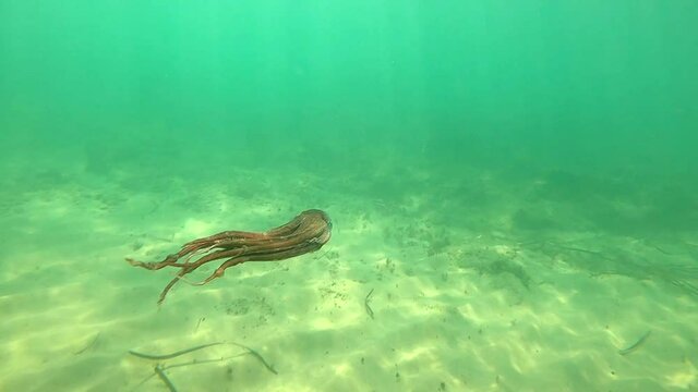 Wild octopus swims underwater in slow motion. View of this creature in mediterranean sea trying to defend himself swimming. One octopuss at the sea. Wild Octopuses.