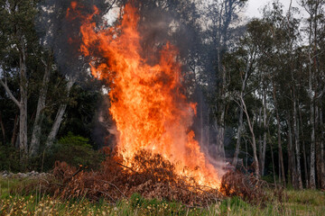 Fire - a stack of vegetation burns with high flames near a eucalyptus forest.