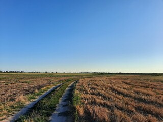 field of lavender