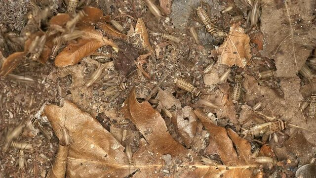 Insects of crickets Acheta domesticus, family Gryllidae. Cosmopolitan. In the cold season they settle in people's homes. Males make sounds attracting females