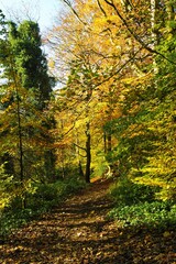 Obraz premium autumn in the forest