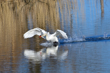 Höckerschwäne im Frühjahr in der Oberlausitz	