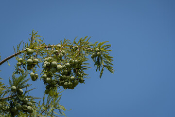 Bald cypress Taxodium Distichum (swamp, white-cypress, gulf or tidewater red cypress) green tree against blue sky. Public landscape city park Krasnodar or 'Galitsky Park'.